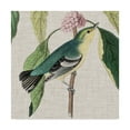 thumbnail image 1 of Trademark Fine Art 'Avian Crop IV' Canvas Art by John James Audubon, 1 of 4