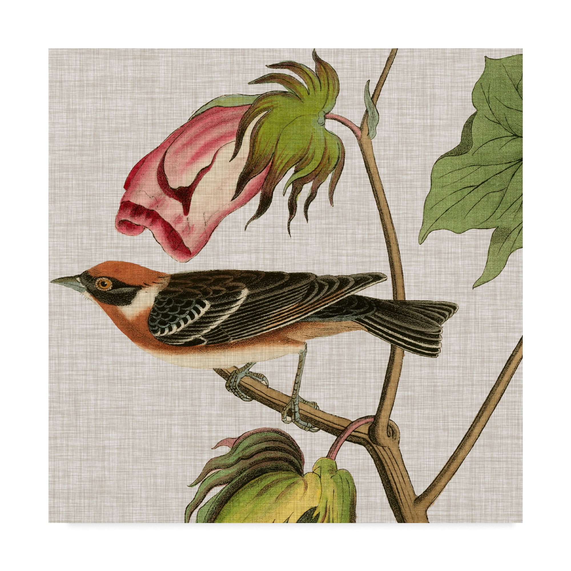 Trademark Fine Art 'Avian Crop VI' Canvas Art by John James Audubon