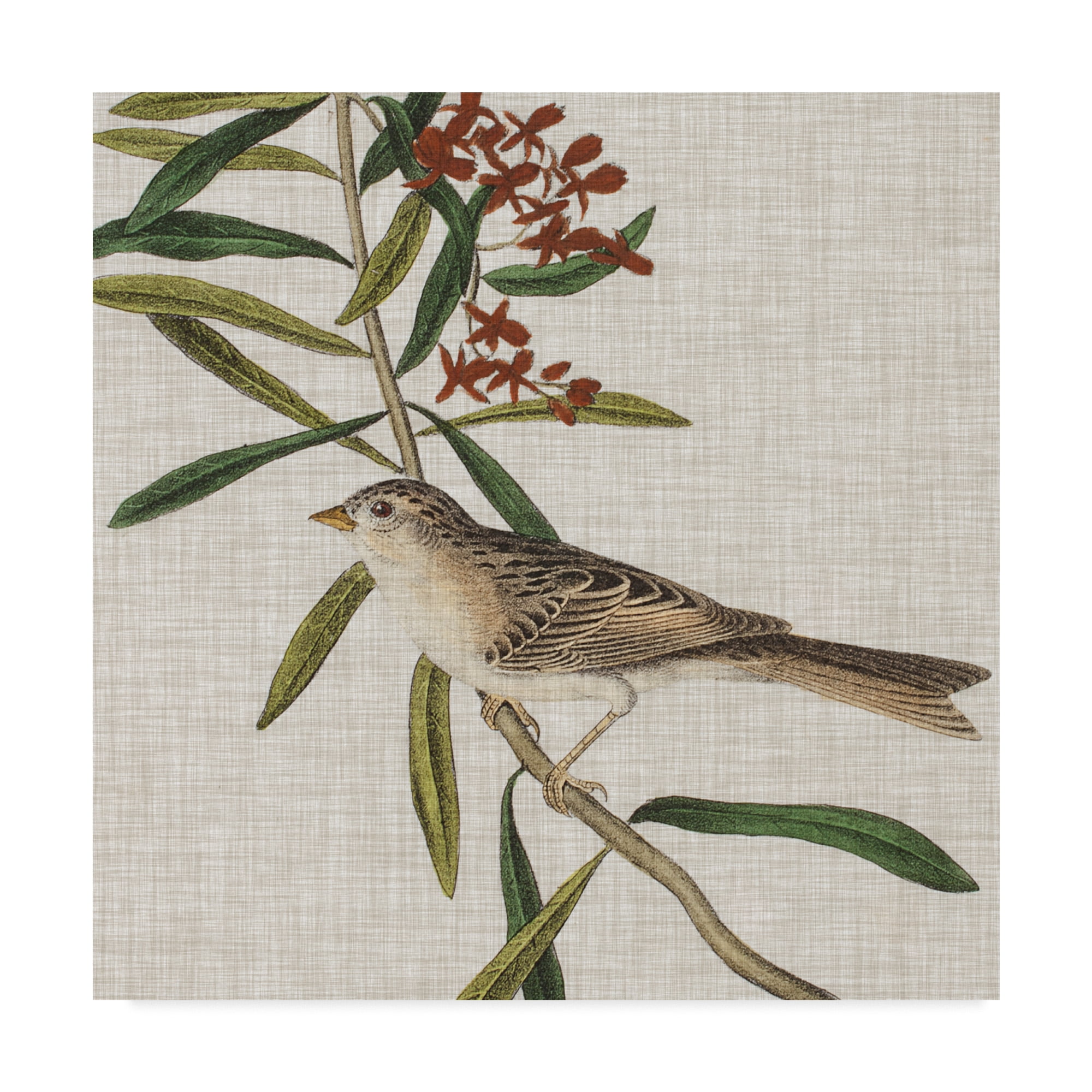 Trademark Fine Art 'Avian Crop VII' Canvas Art by John James Audubon