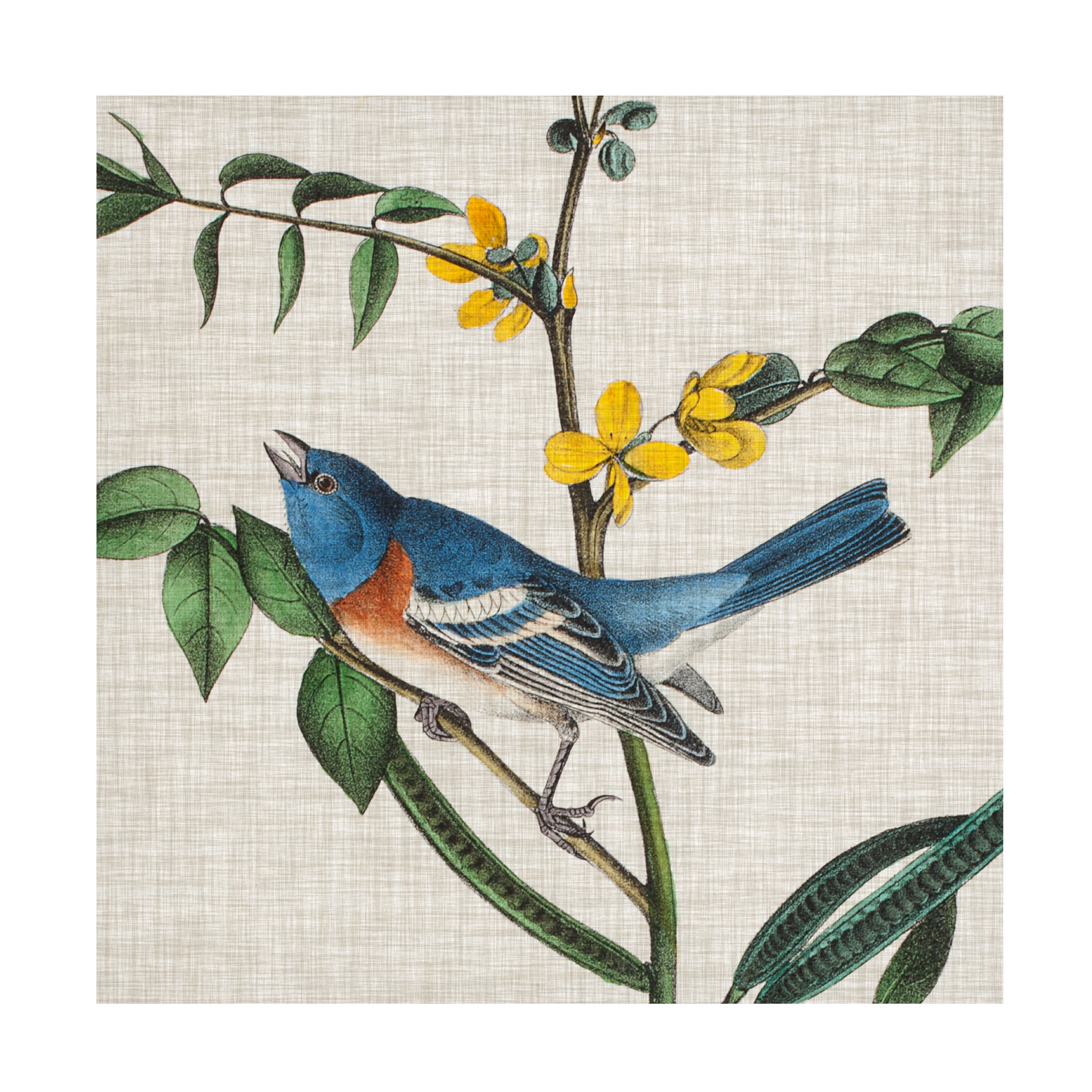 Trademark Fine Art John James Audubon Avian Crop Viii Canvas Wall Art - 24x24