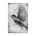 thumbnail image 1 of Trademark Fine Art 'B&W Flight II' Canvas Art by Ingrid Blixt, 1 of 4