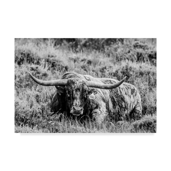 Trademark Fine Art 'B&W Longhorn III' Canvas Art by Tyler Stockton