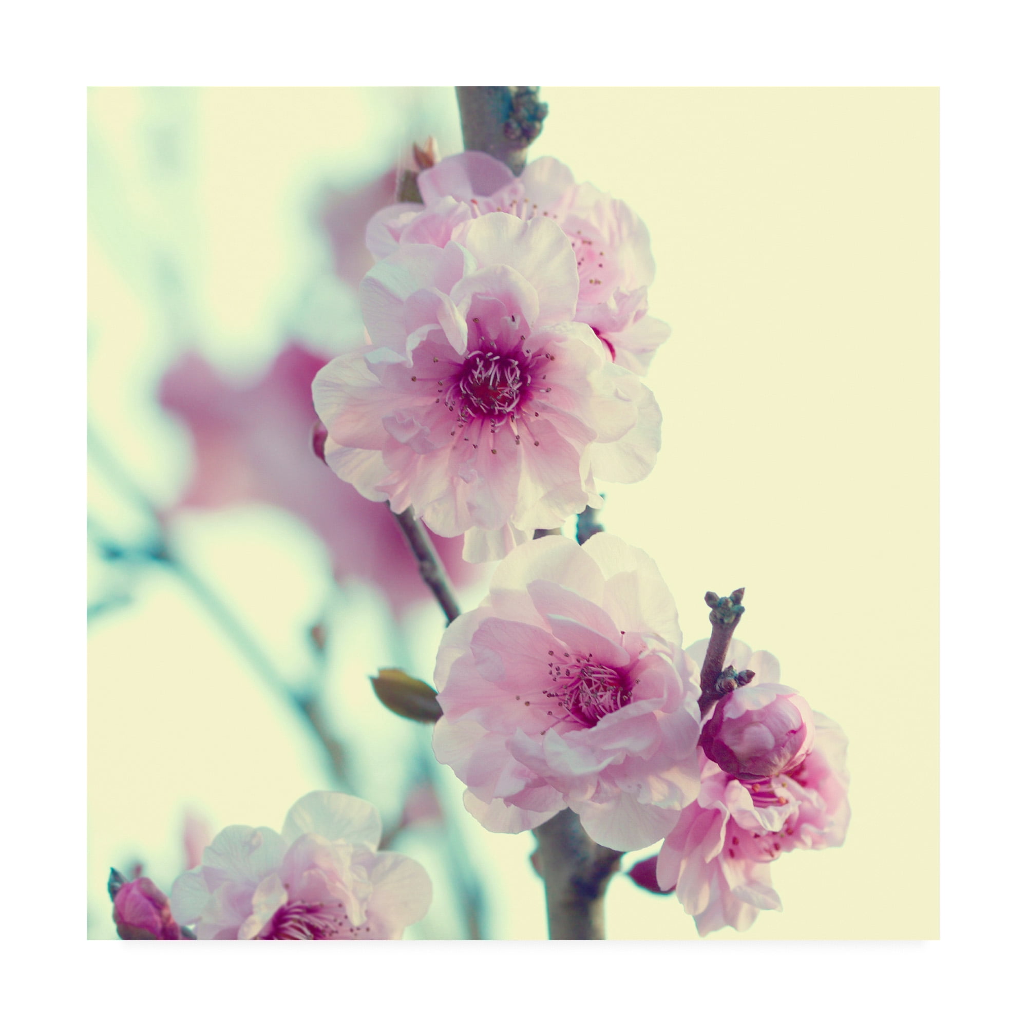 Trademark Fine Art 'BC Spring sensations' Canvas Art by Beata Czyzowska Young