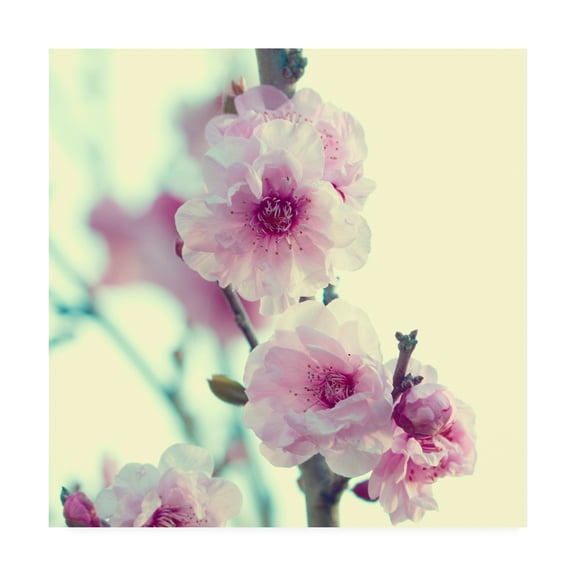 Trademark Fine Art 'BC Spring sensations' Canvas Art by Beata Czyzowska Young