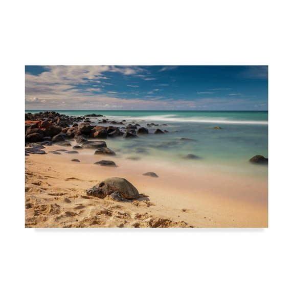 Trademark Fine Art 'Baby Beach Honu' Canvas Art by Pierre Leclerc