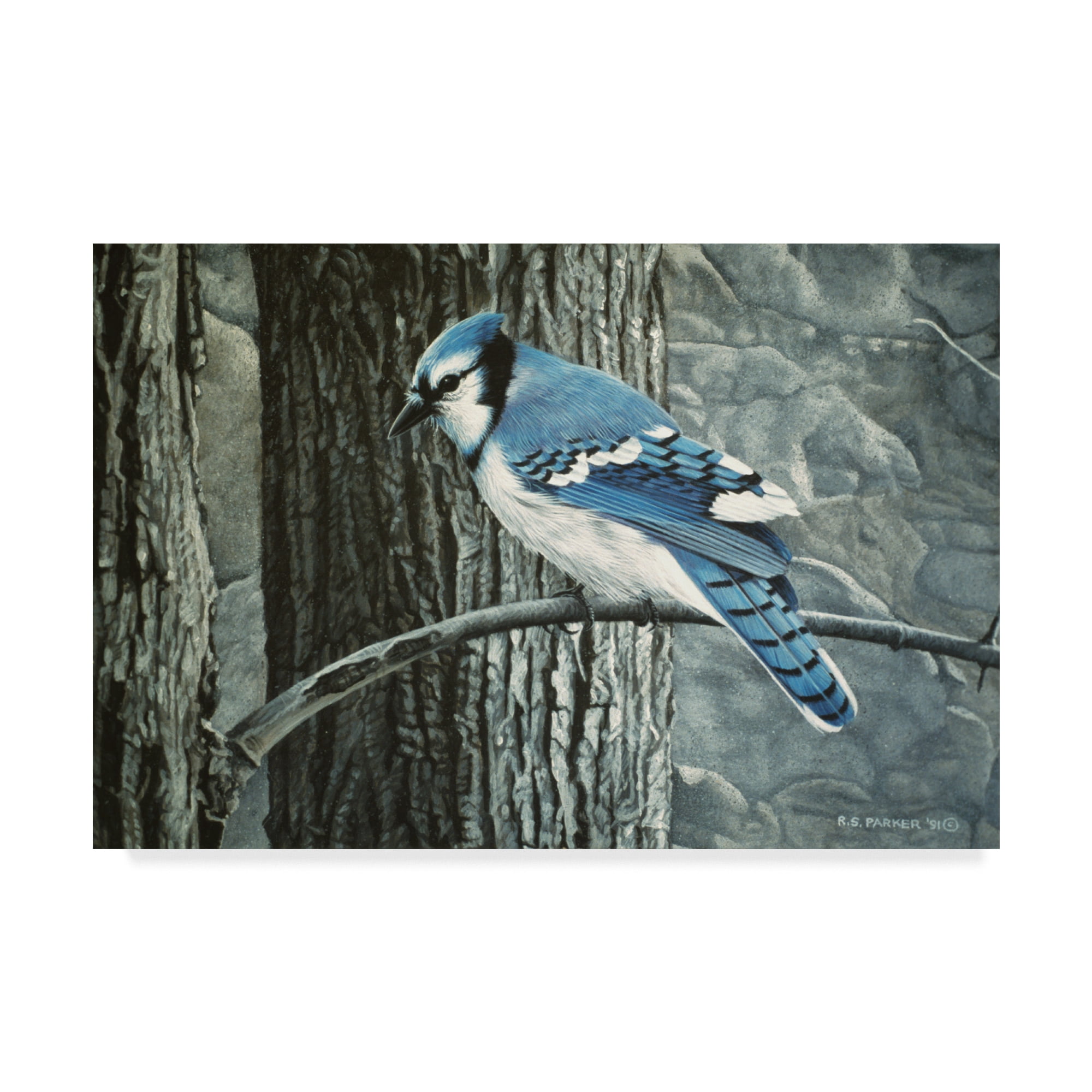 Trademark Fine Art 'Backyard Jay' Canvas Art by Ron Parker