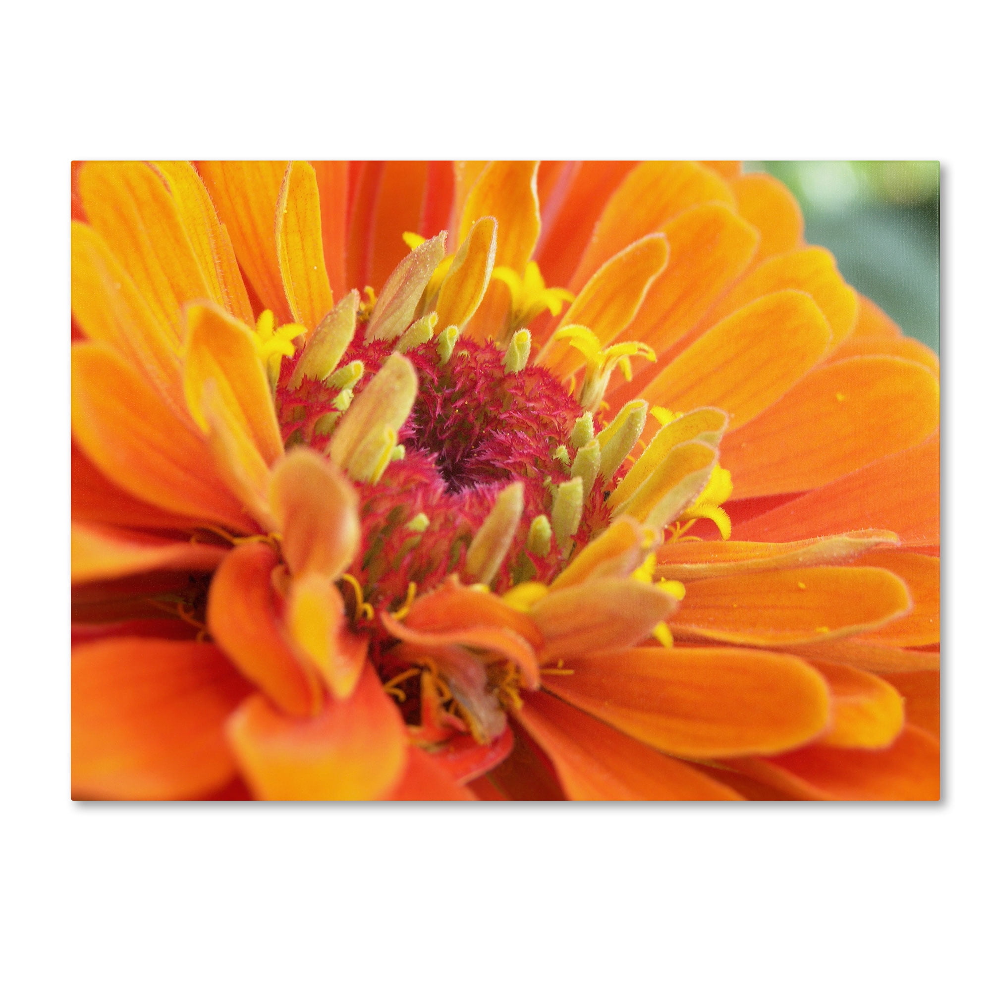 Trademark Fine Art "Balanced Beauty" Canvas Art by Monica Fleet