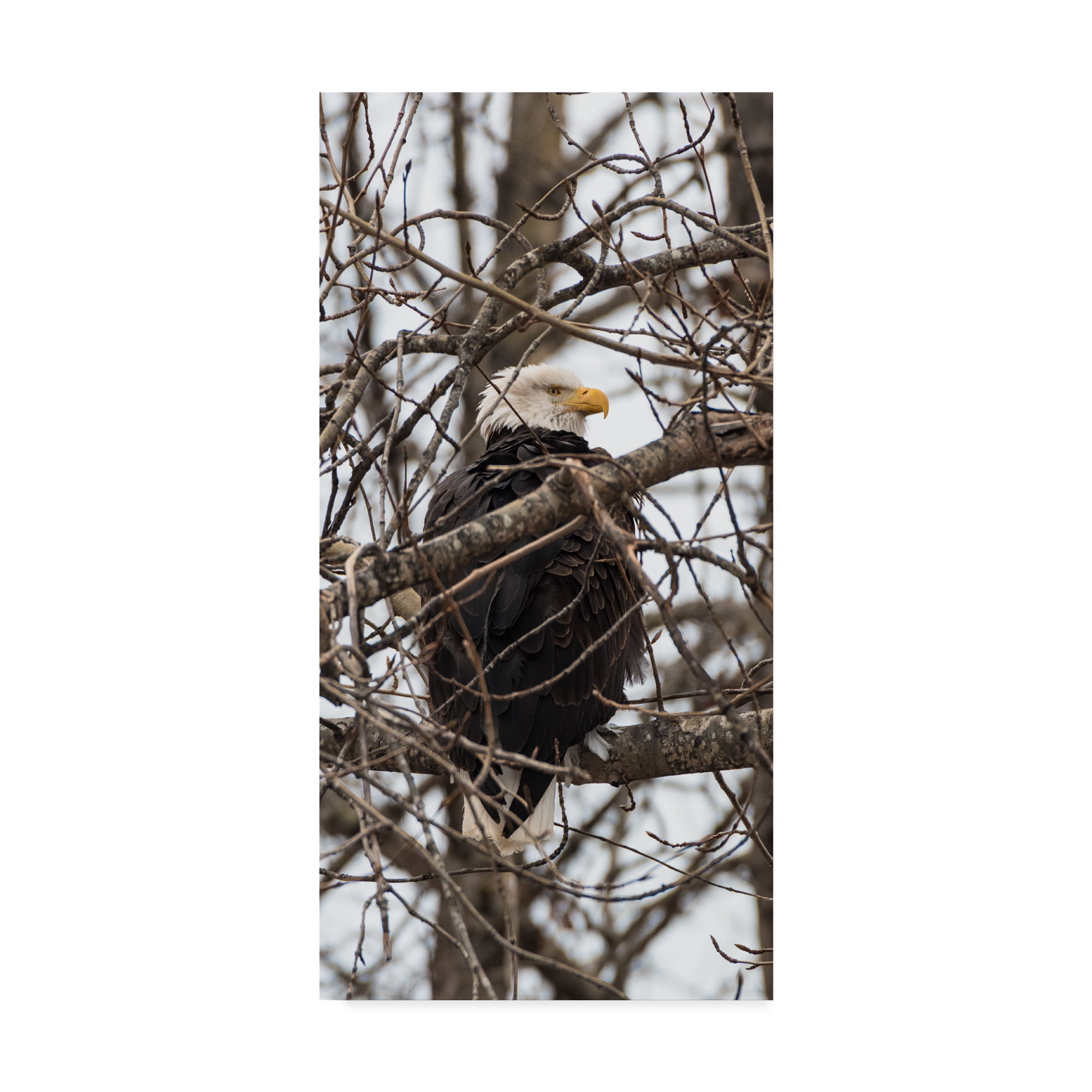Trademark Fine Art 'Bald Eagle And Trees' Canvas Art by Brenda Petrella Photography Llc