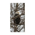 thumbnail image 1 of Trademark Fine Art 'Bald Eagle And Trees' Canvas Art by Brenda Petrella Photography Llc, 1 of 3