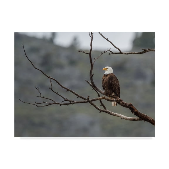 Trademark Fine Art 'Bald Eagle Perched' Canvas Art by Galloimages Online
