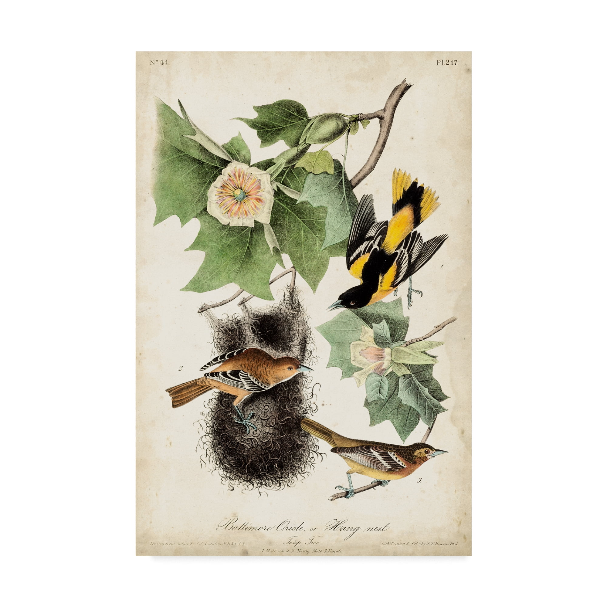 Trademark Fine Art 'Baltimore Oriole' Canvas Art by John James Audubon