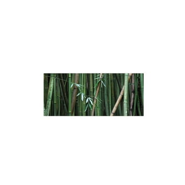 Trademark Fine Art 'Bamboo' 10" x 19" Canvas Art (PL0011-C1019GG)