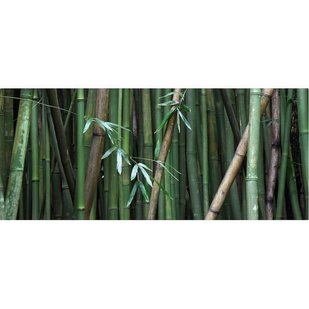 Large Green Bamboo Landscape Canvas Print