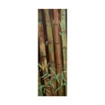 thumbnail image 1 of Trademark Fine Art 'Bamboo Finale I' Canvas Art by Suzanne Wilkins, 1 of 4