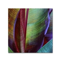 Trademark Fine Art 'Banana Skin' Canvas Art by Francois Casanova