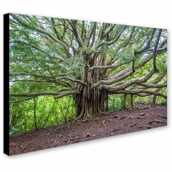 Trademark Fine Art Pierre Leclerc Banyan Canvas Wall Art - 30x47
