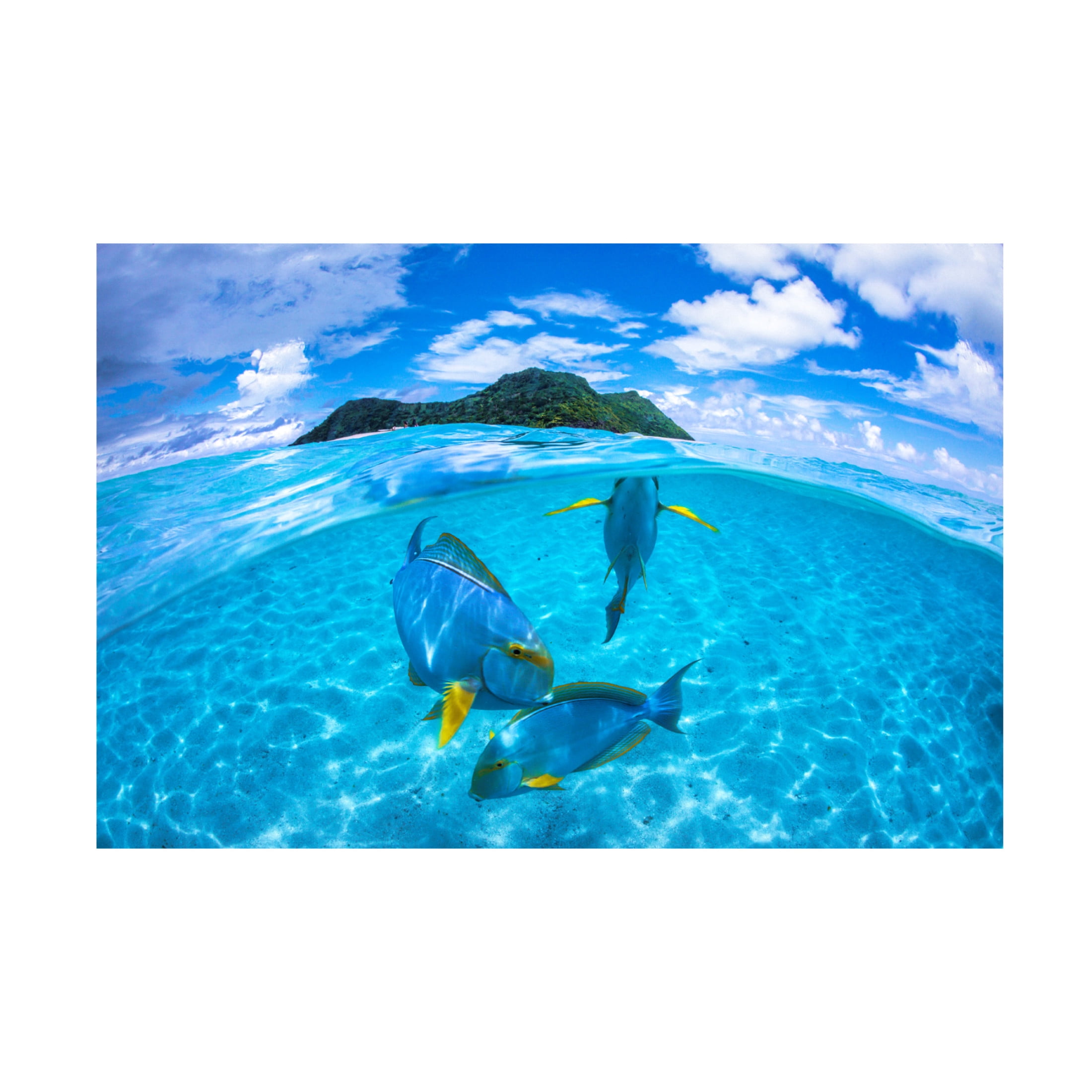 Trademark Fine Art Barathieu Gabriel Surgeon Fish Trio Canvas Wall Art