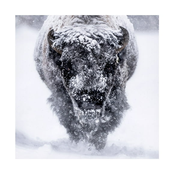 Trademark Fine Art Barbara Gill Headed. Your Way. Canvas Wall Art