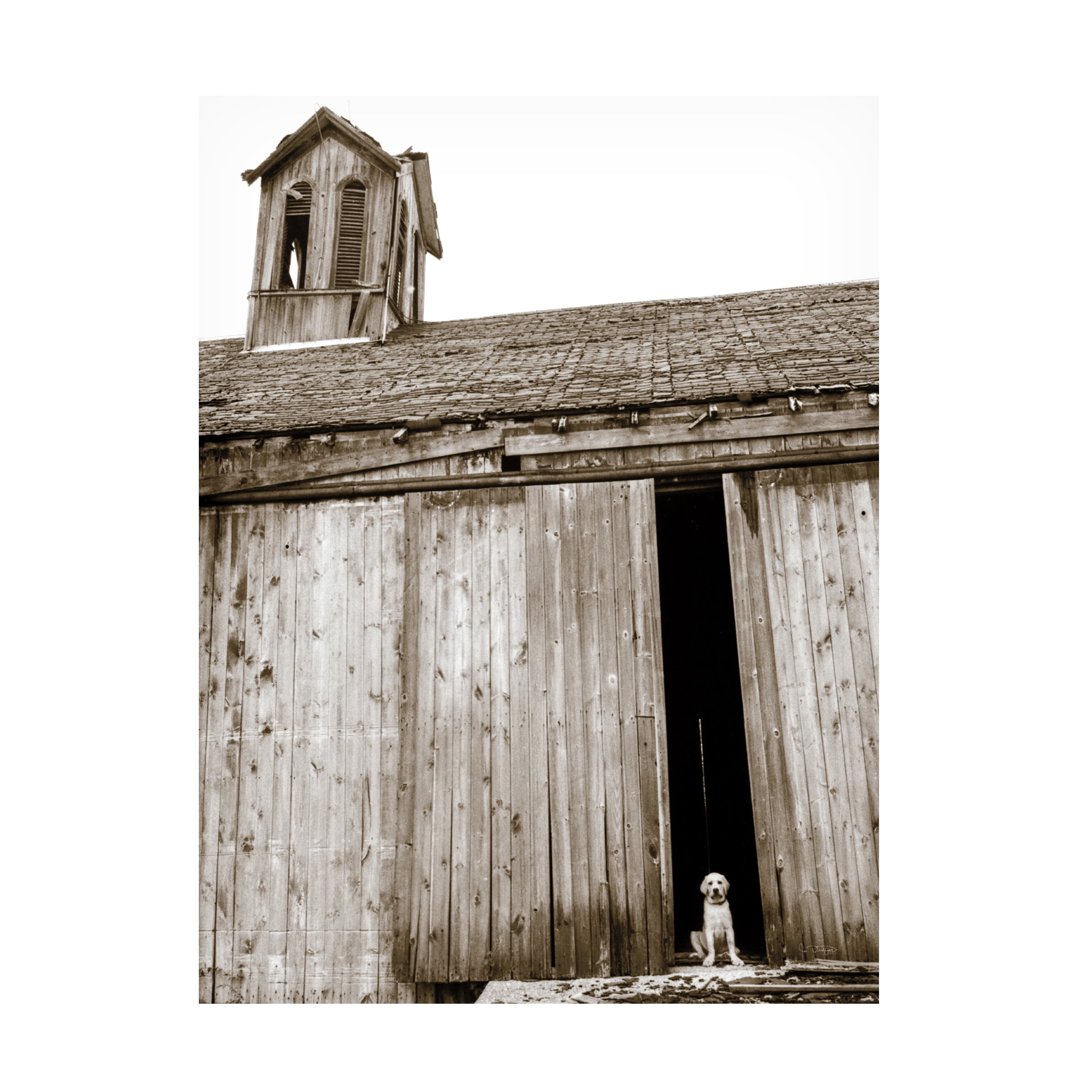 Trademark Fine Art 'Barnyard Dog' Canvas Art by Jim Dratfield