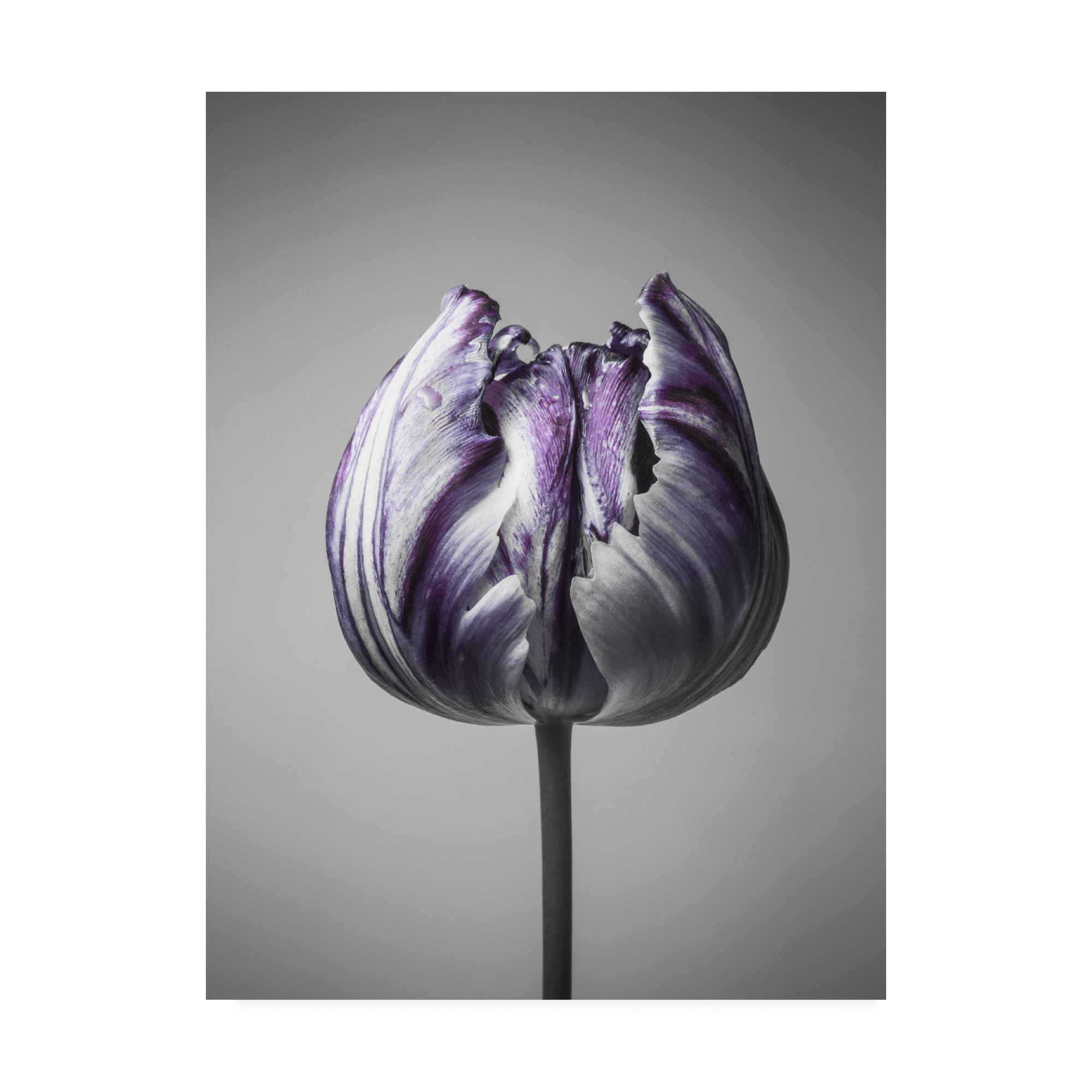 Trademark Fine Art 'Baroque 5 Fabrikken' Canvas Art by Design Fabrikken