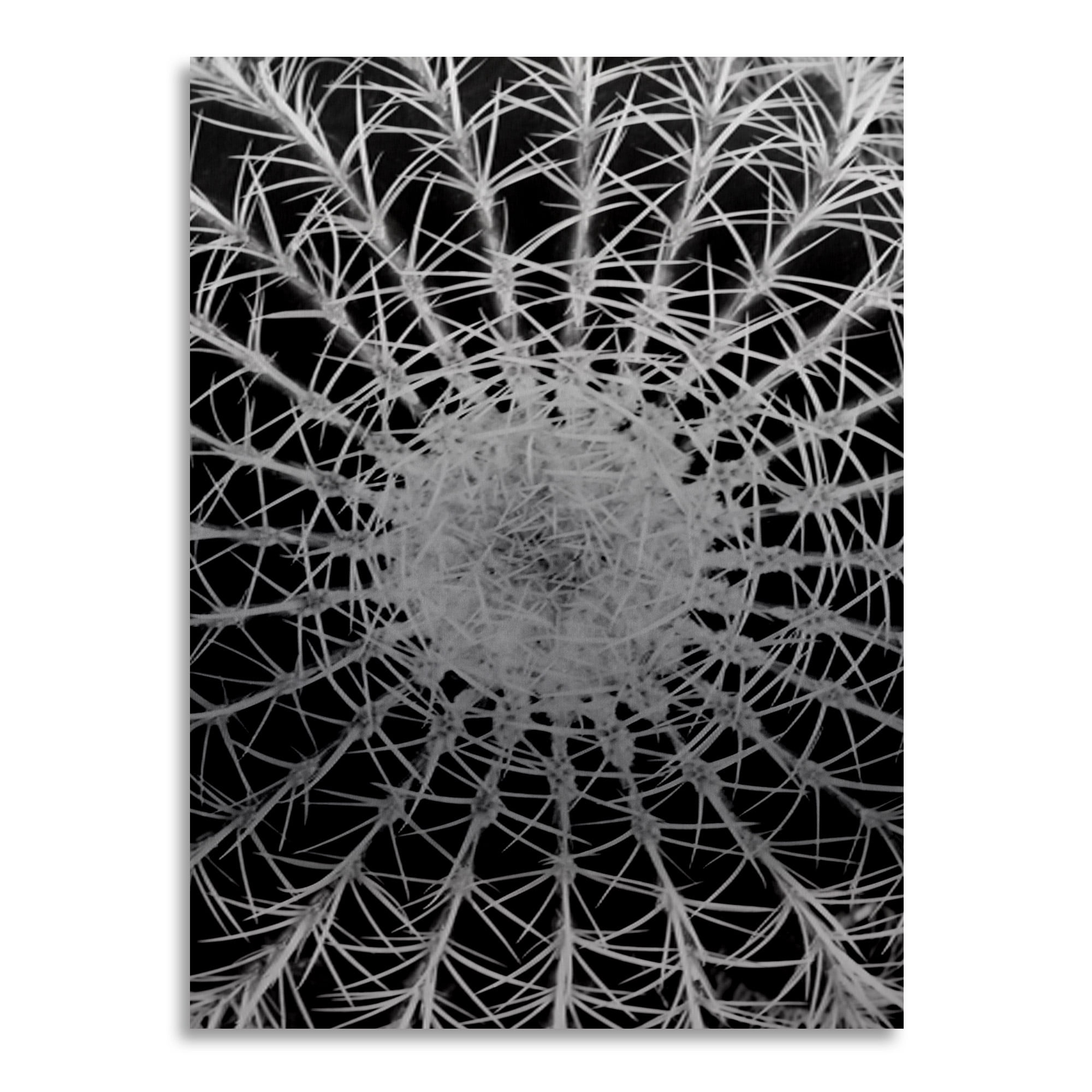 Trademark Fine Art 'Barrel Cactus' Brushed Aluminum Wall Art Art by Kurt Shaffer