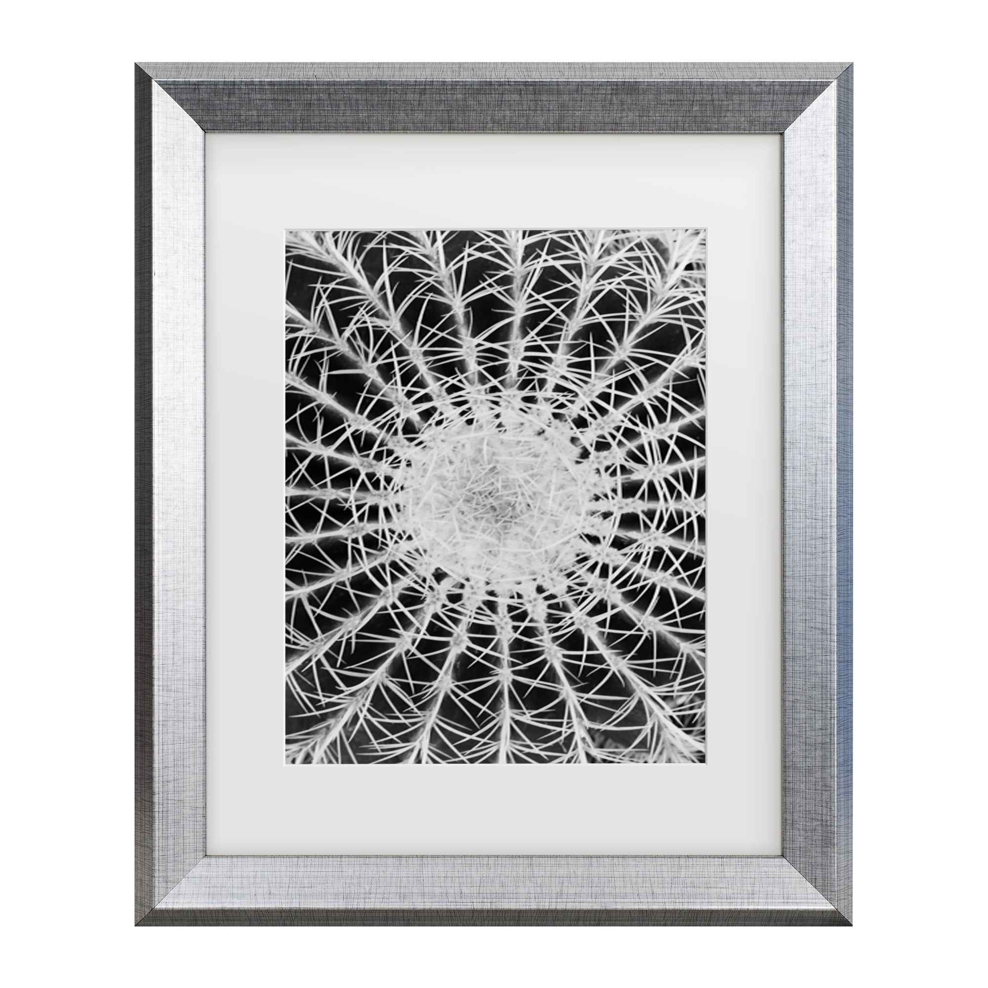 Trademark Fine Art 'Barrel Cactus' Canvas Art by Kurt Shaffer