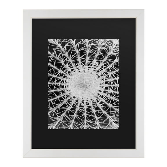 Trademark Fine Art 'Barrel Cactus' Canvas Art by Kurt Shaffer