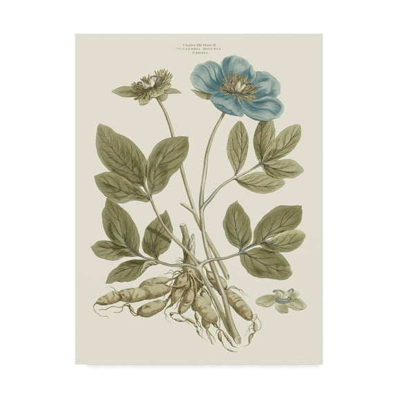 Trademark Fine Art 'Bashful Blue Florals I' Canvas Art by John Miller