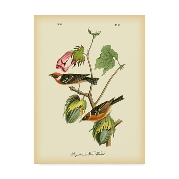 Trademark Fine Art 'Bay Breasted Wood Warbler' Canvas Art by John James Audubon