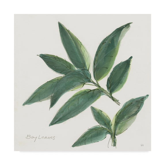 Trademark Fine Art 'Bay Leaf' Canvas Art by Chris Paschke