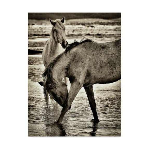 Trademark Fine Art 'Beach Horses I' Canvas Art by David Drost