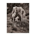 thumbnail image 1 of Trademark Fine Art 'Beach Horses II' Canvas Art by David Drost, 1 of 4