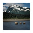 thumbnail image 1 of Trademark Fine Art 'Bear Life V' Canvas Art by PHBurchett, 1 of 3