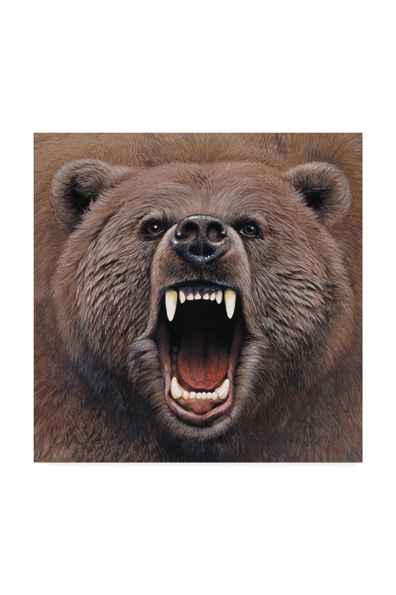 'Bear Portrait' Canvas Art by Harro Maass