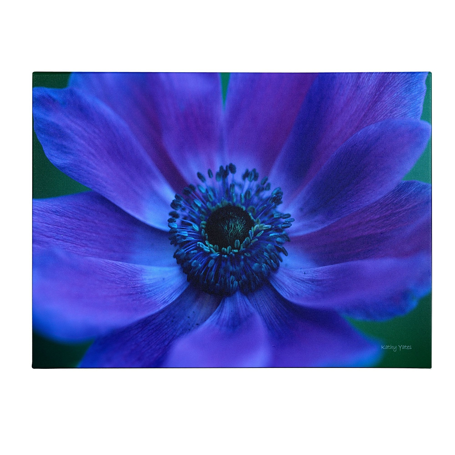 Trademark Fine Art 'Beautiful Anemone' Canvas Art by Kathy Yates