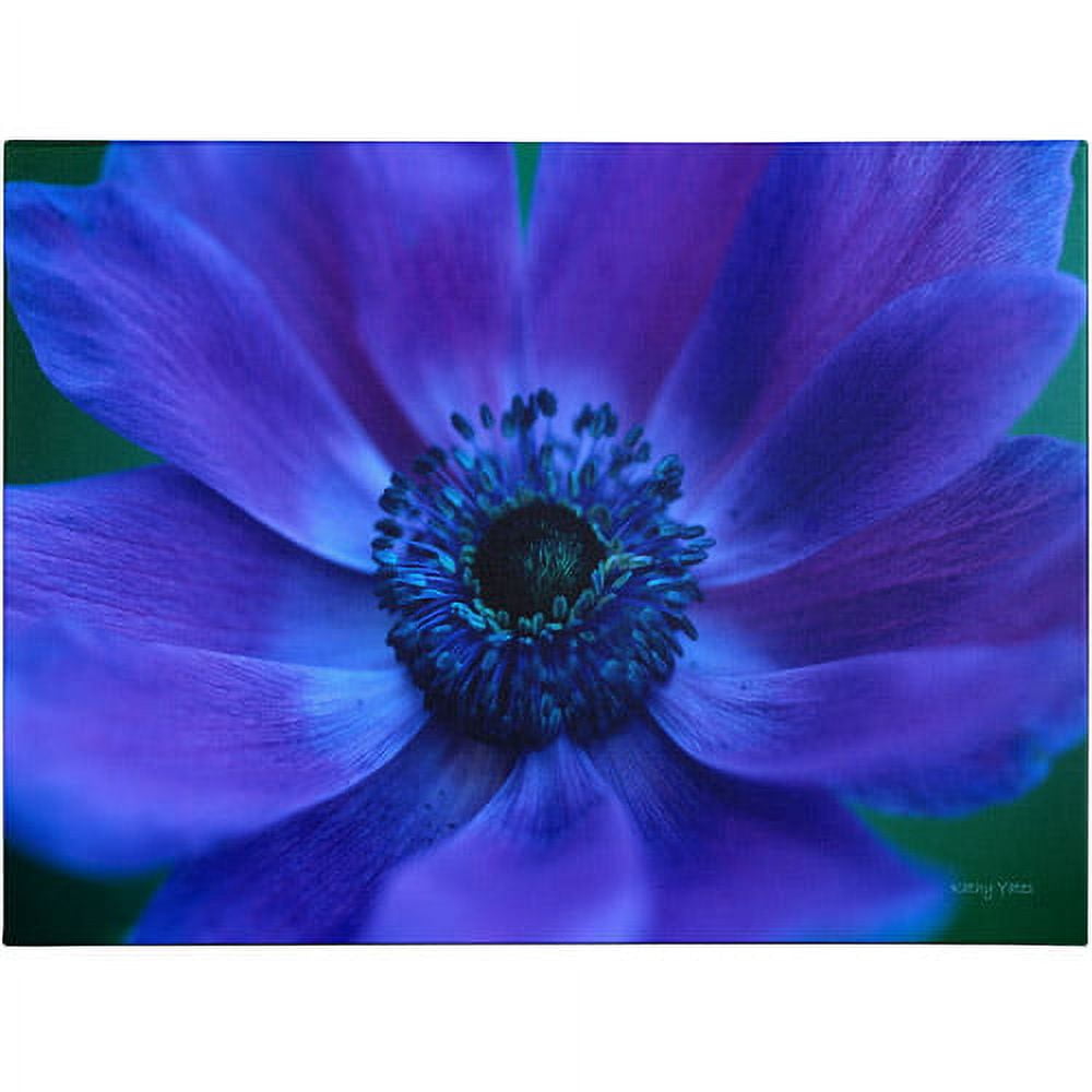 Trademark Fine Art 'Beautiful Anemone' Canvas Art by Kathy Yates