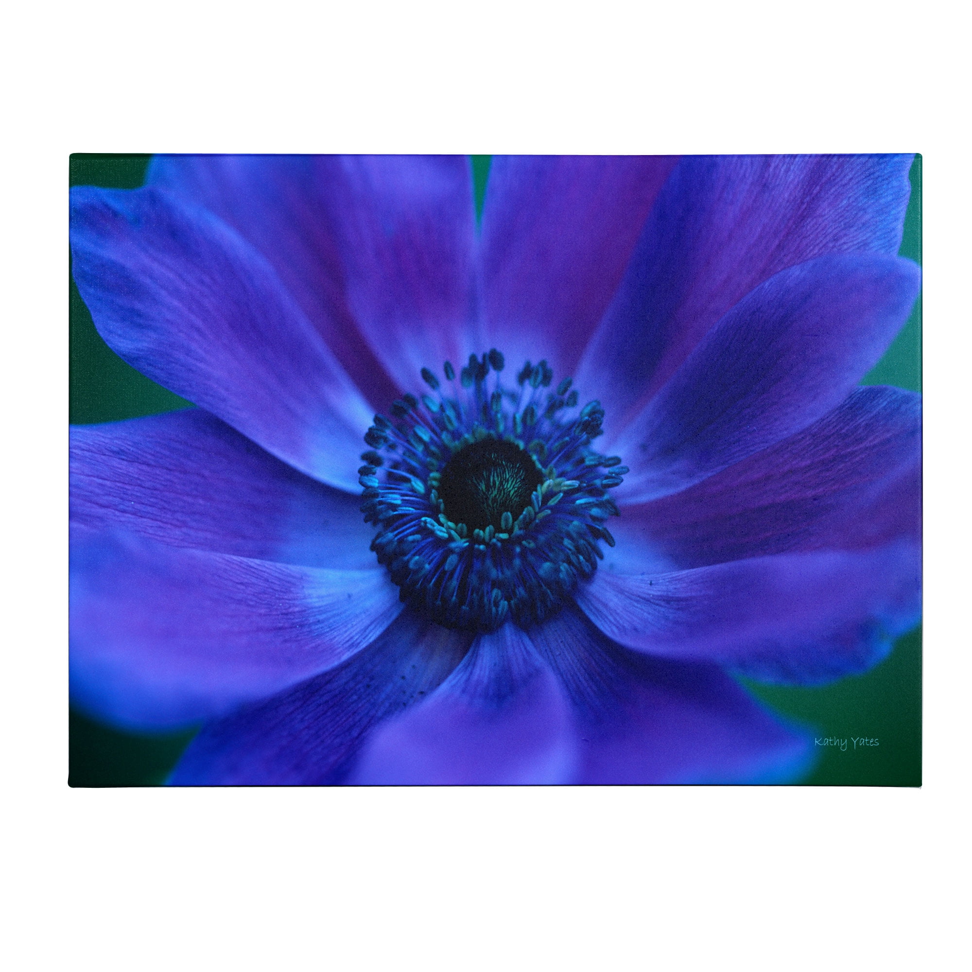 Trademark Fine Art 'Beautiful Anemone' Canvas Art by Kathy Yates