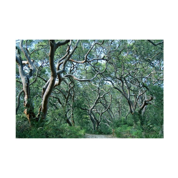 Trademark Fine Art "Beautiful Minds" Canvas Art by Beata Czyzowska Young