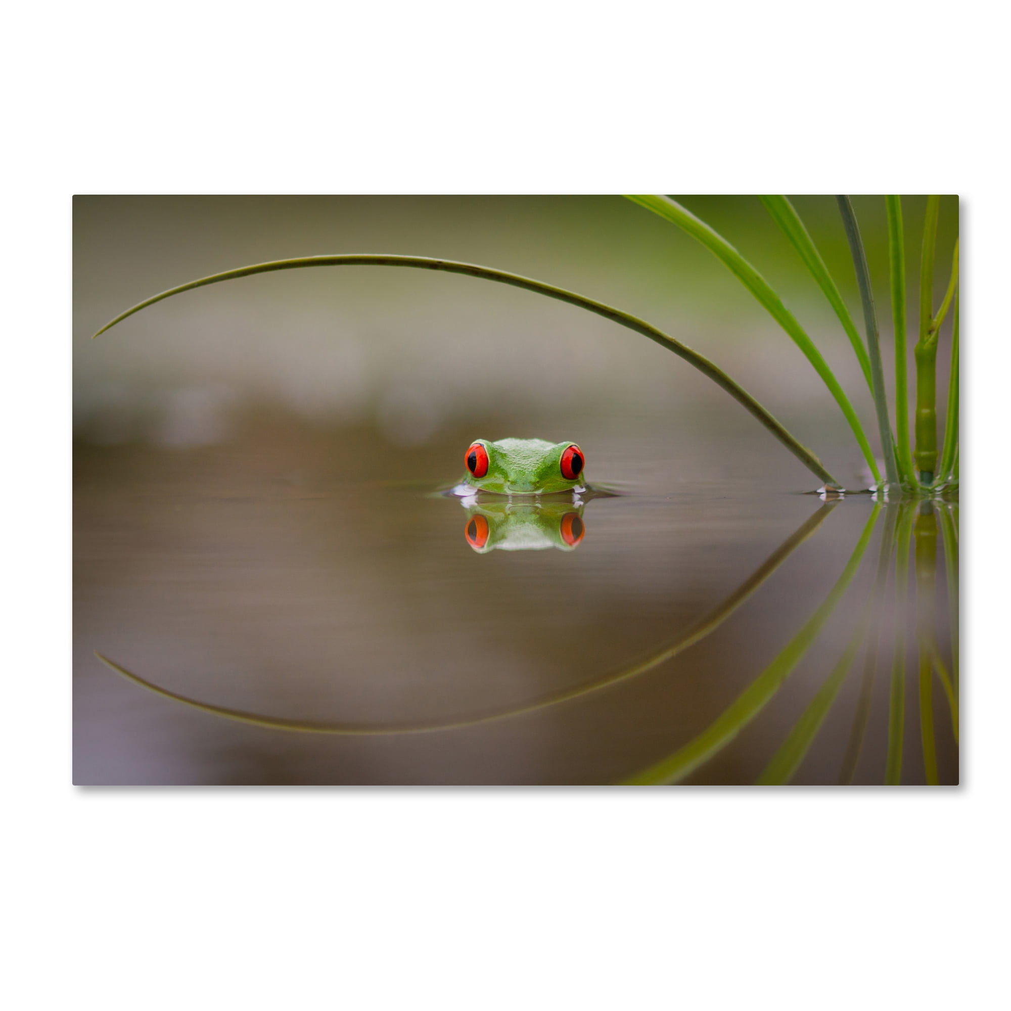 Trademark Fine Art 'Beauty Of Reflection' Canvas Art by Kutub Uddin