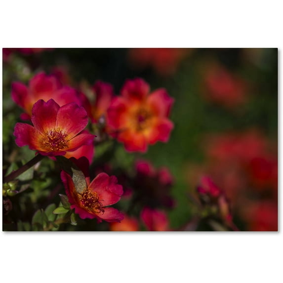 Trademark Fine Art "Beauty of Summer Blooms Red" Canvas Art by Kurt Shaffer