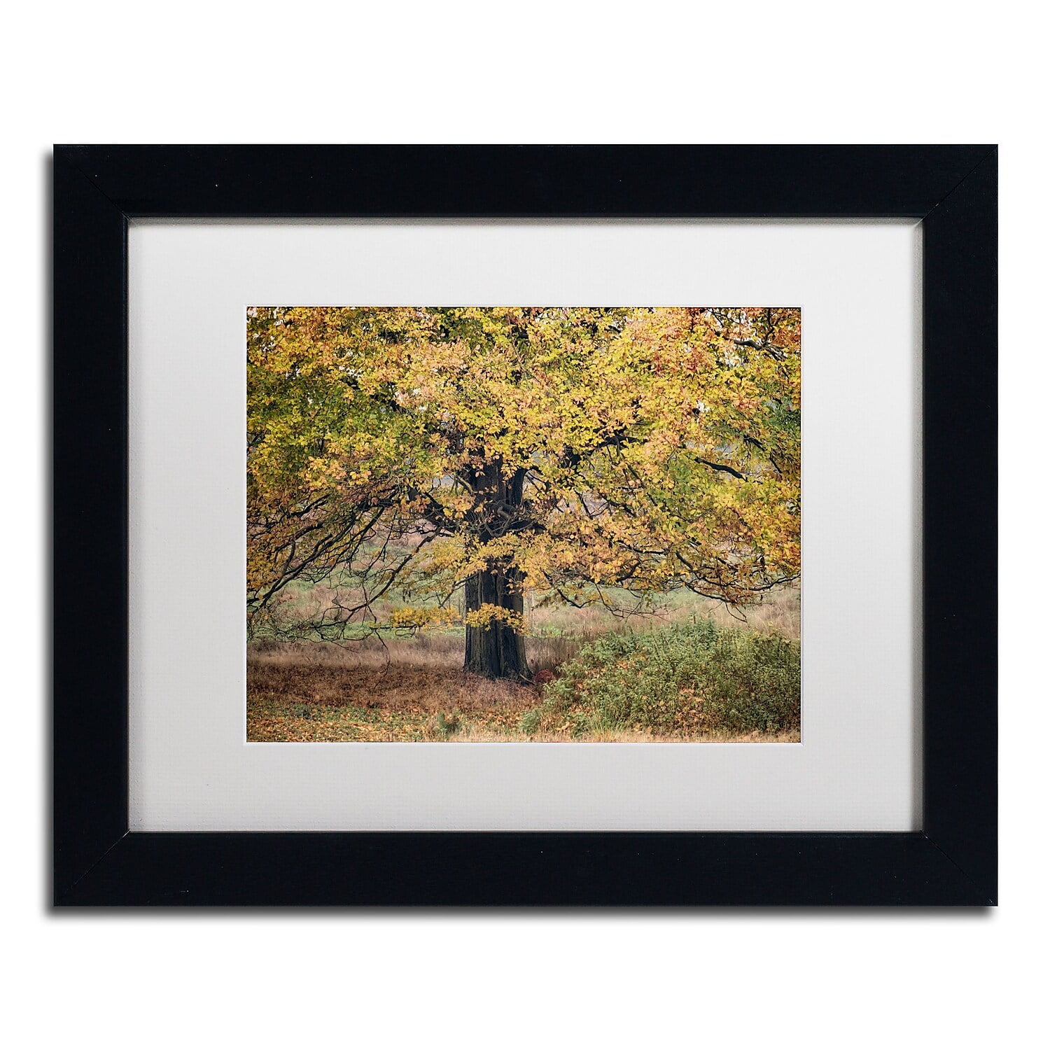 Trademark Fine Art 'Beech Tree' Canvas Art by Cora Niele, White Matte, Black Frame