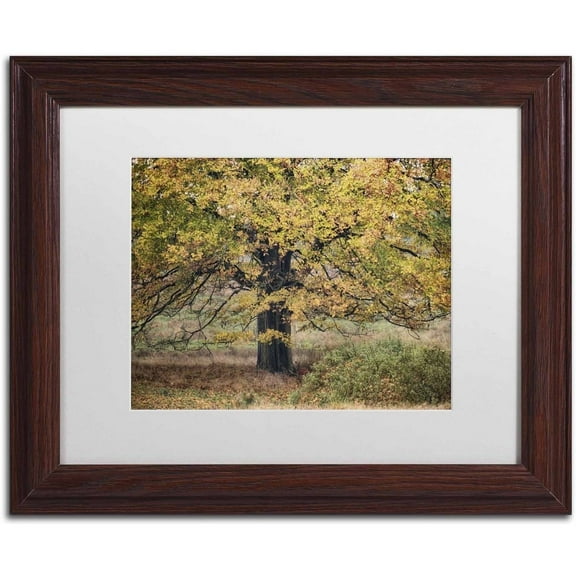 Trademark Fine Art 'Beech Tree' Canvas Art by Cora Niele, White Matte, Wood Frame