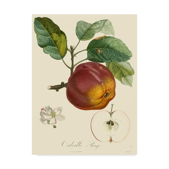 Trademark Fine Art 'Bessa Apples' Canvas Art by Pancrace Bessa