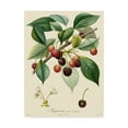 thumbnail image 1 of Trademark Fine Art 'Bessa Cherries' Canvas Art by Pancrace Bessa, 1 of 4