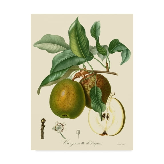 Trademark Fine Art 'Bessa Pears' Canvas Art by Pancrace Bessa