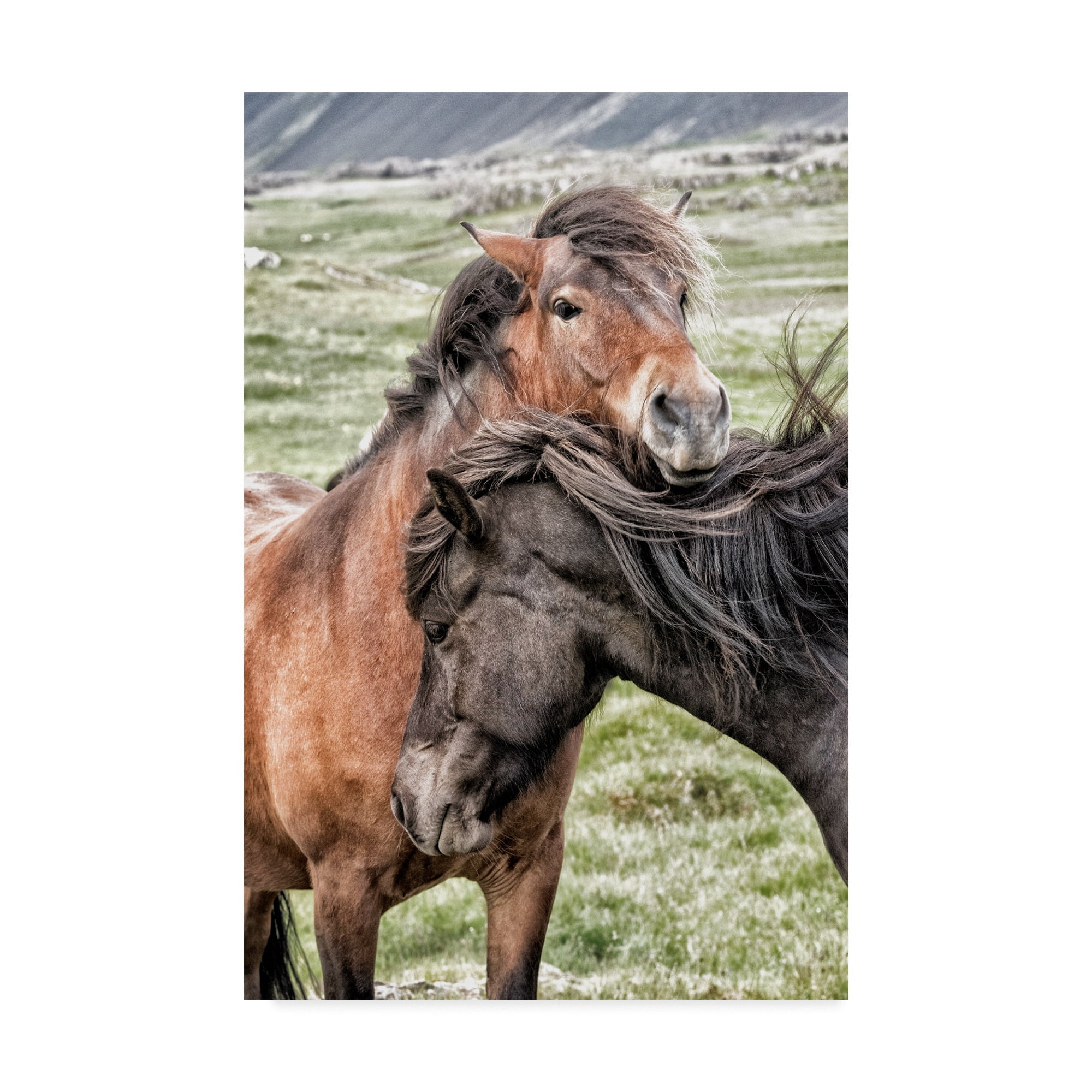 Trademark Fine Art 'Best Friends Horses' Canvas Art by Danny Head