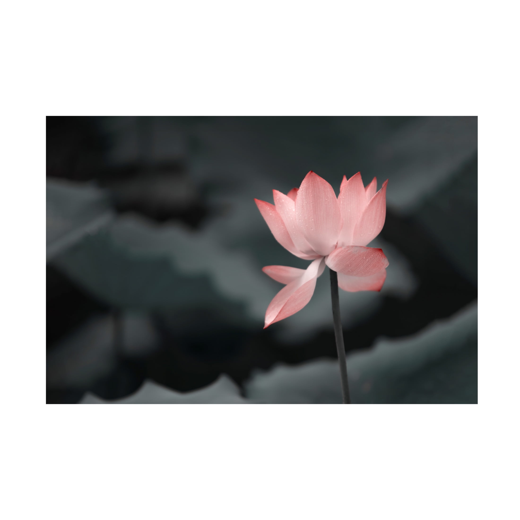 Trademark Fine Art Betty Liu Lotus Flower Canvas Wall Art