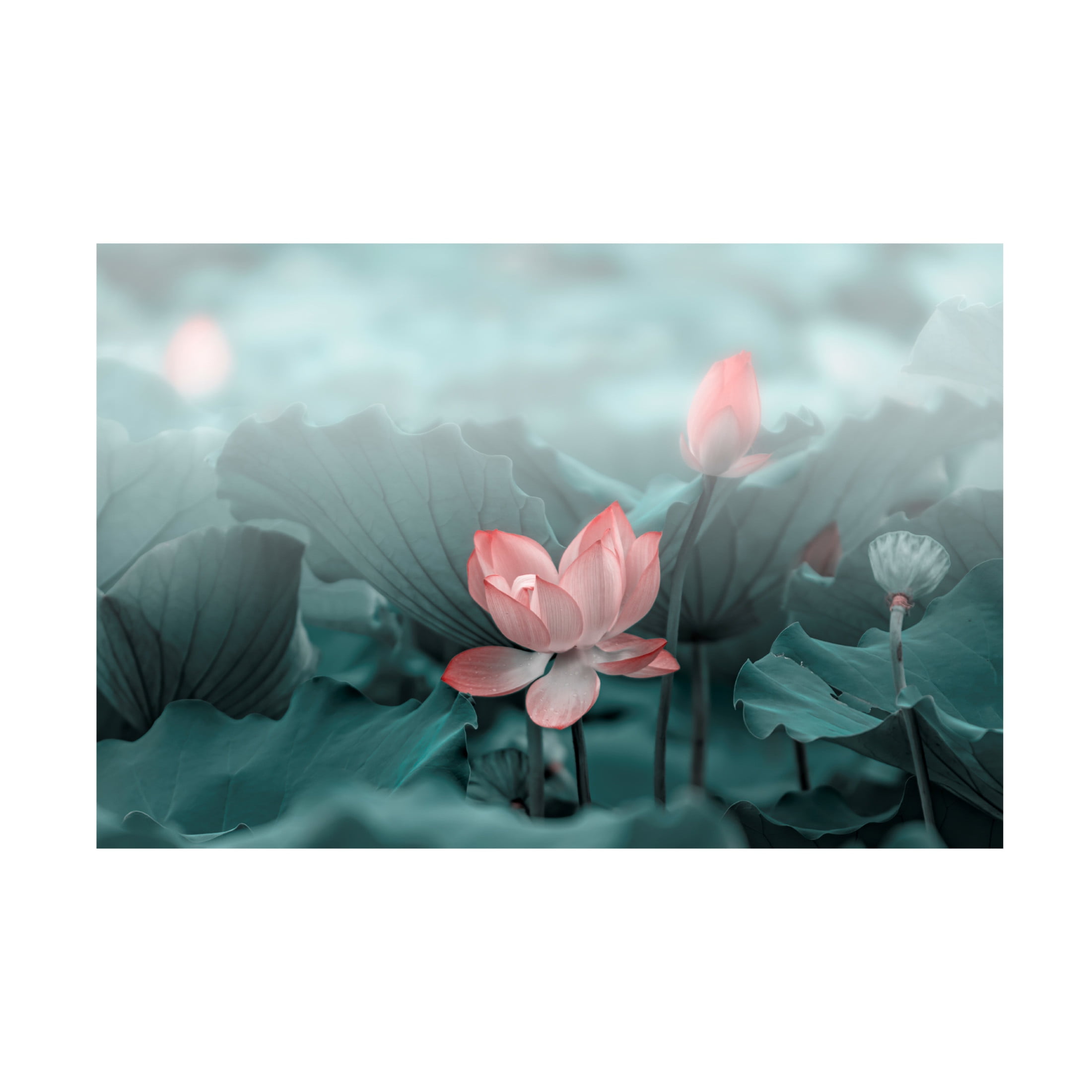 Trademark Fine Art Betty Liu Lotus Flower and Bud Canvas Wall Art