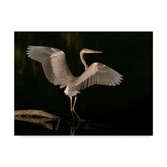 Trademark Fine Art 'Big Bird Heron' Canvas Art by J.D. Mcfarlan