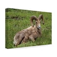thumbnail image 1 of Trademark Fine Art 'Big Horn Ram Yellowstone' Canvas Art by Galloimages Online, 1 of 1